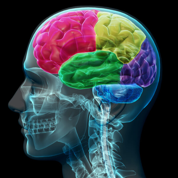 brain coloed sections 2024 11 27 00 13 26 utc